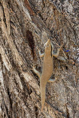 rainbow skink creeping on a tree in namutoni camp