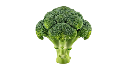 Single fresh broccoli floret with thick green stalk and dense bumpy head—vibrant, nutritious, and ideal for culinary or botanical reference