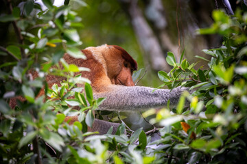 Los Asombrosos Narigudos de Borneo