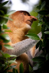 Fototapeta premium Los Asombrosos Narigudos de Borneo