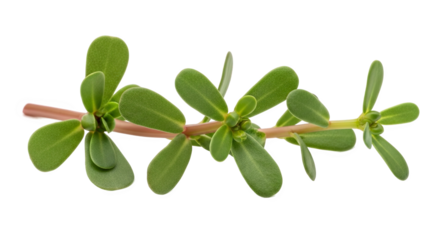 Succulent plant stem with paired oval green leaves and reddish base—smooth, fleshy texture and small buds, ideal for botanical or medicinal reference