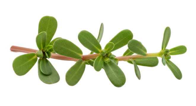 Succulent plant stem with paired oval green leaves and reddish base—smooth, fleshy texture and small buds, ideal for botanical or medicinal reference