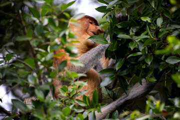 Los Asombrosos Narigudos de Borneo