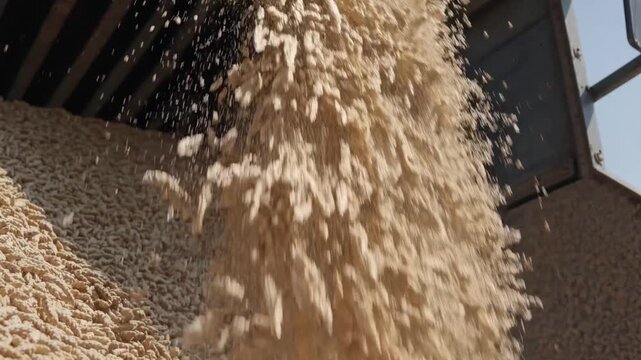 A massive cascade of soybean meal or animal feed being poured from a chute in an industrial setting.