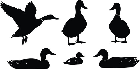 Flying, Swimming, and Standing Waterfowl for Wildlife, Hunting, and Bird Graphic Design.