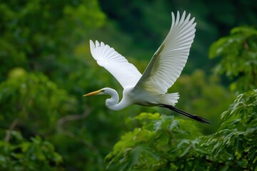 White bird flying gracefully in air with long beak and delicate feathers, ready to land on water amid lush green trees and dark foliage, evoking tranquility and natural beauty for wildlife themes.