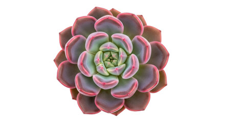 Echeveria Perle von Nürnberg succulent isolated PNG, rosette-shaped plant with fleshy leaves for desert garden and drought-tolerant landscaping