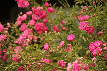Rote Blüten im Grünen