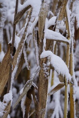 Zbliżenie na kukurydzę pokrytą śniegiem. Białe płatki podkreślają fakturę kolb i liści, tworząc kontrast między zimową bielą a ż&oacute;łtym kolorem rośliny.