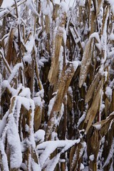 Zbliżenie na kukurydzę w śniegu na polu. Śnieżna pokrywa osiada na kolbach i liściach, tworząc zimowy, minimalistyczny kontrast między bielą a złotem roślin.