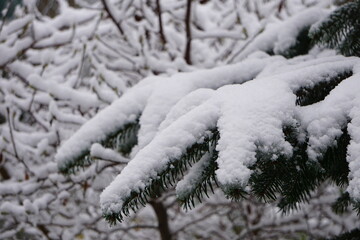Śnieg osiadły na gałęziach drzewa iglastego tworzy zimową scenę pełną spokoju. Biała pierzyna kontrastuje z zielenią igieł, podkreślając piękno natury w mroźnym klimacie. © Adam