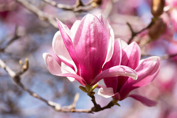 Obraz premium 鮮やかなモクレン