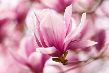 大きなモクレンの花