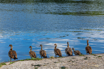 Egyptian geese standing peacefully along river shore in Grevenmacher