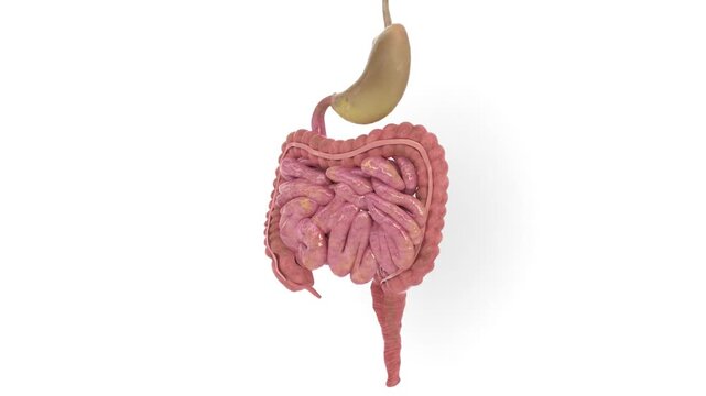 intestine and stomach of humans