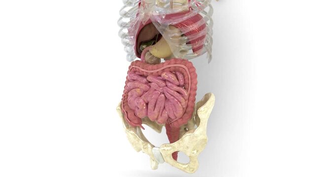small and large intestine of humans
