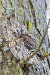 European scops owl perched on tree branch