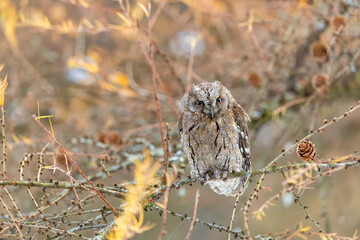 Little owl resting on larch branch in winter