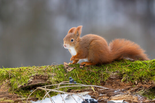 Red squirrel observing winter forest while sitting on mossy log