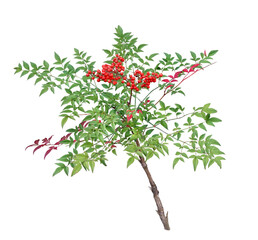 ナンテン　11月撮影　樹高80cm