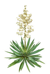 キミガヨラン　11月撮影　樹高130cm