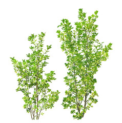 マサキ　10月撮影　樹高1m