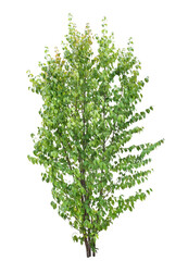 サンシュユ　8月撮影　樹高360cm