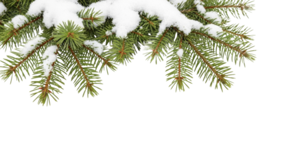 Snow-covered spruce branches on a transparent background PNG image for winter holidays