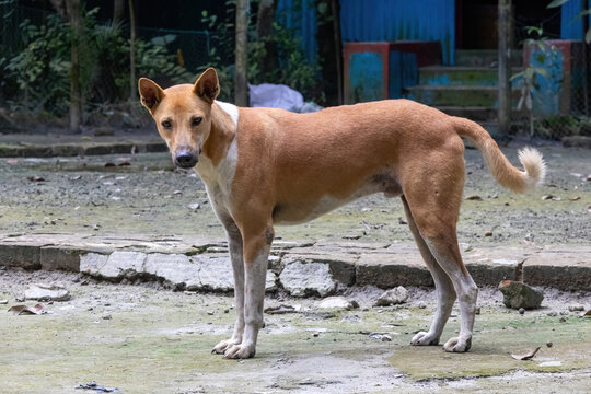 An attentive Desi Dog (Indian Pariah Dog or South Asian Dog), also known as Desi Kutta, standing alert and looking directly at the camera in a village house yard in Bangladesh.