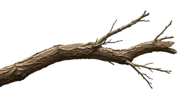 Bare tree branch with rough textured bark for winter scenes on a transparent background PNG image