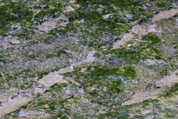 Vivid green algae blanket forming a natural texture and pattern on a damp, muddy village yard surface in rural Bangladesh during the monsoon rains. Environmental growth concept.