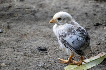 Adorable young chick freely roaming and standing on the natural soil ground of a house yard in rural Bangladesh. Close-up shot of farm animal and baby bird life concept.