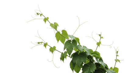 Fresh green grapevine branches with young leaves and curling tendrils on a transparent background PNG image PNG file