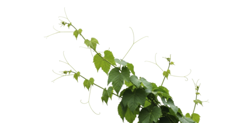 Fresh green grapevine branches with young leaves and curling tendrils on a transparent background PNG image PNG file