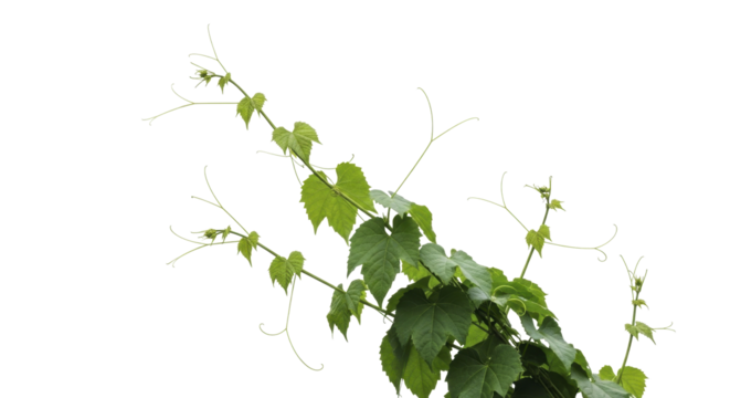 Fresh green grapevine branches with young leaves and curling tendrils on a transparent background PNG image PNG file