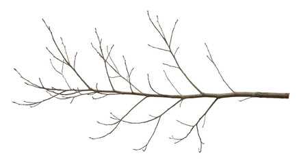 Bare tree branch with small buds on a transparent background, PNG image, PNG file