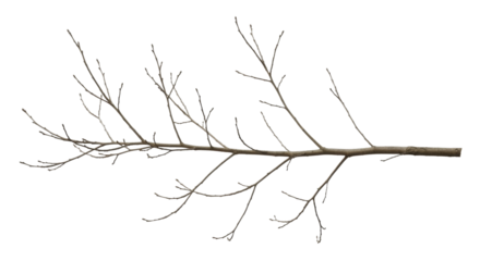 Bare tree branch with small buds on a transparent background, PNG image, PNG file
