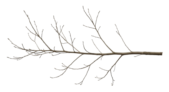 Bare tree branch with small buds on a transparent background, PNG image, PNG file