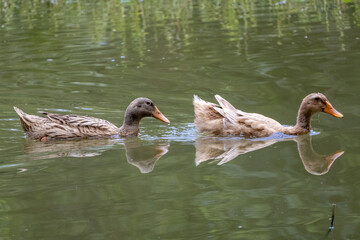 A pair of native domestic brown ducks paddling and creating ripples while swimming across the still...