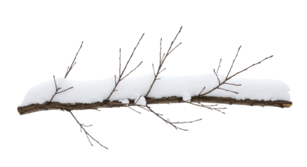 Snow covered tree branch with bare twigs on a transparent background PNG image
