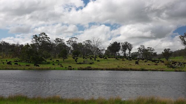 Close up of a black cow grazing on pasture in a field on a farm with the sun setting below	
