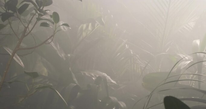 Pan view of jungle ficus plants with soft light and diffused fog