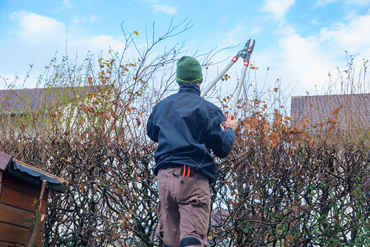 A gardener is cutting thick branches from a hedge with pruning shears. Preparatory work for hedge trimming. - Powered by Adobe