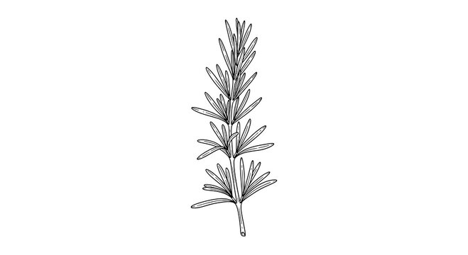 Single Black Outline Rosemary Sprig Illustration on White Background - Powered by Adobe