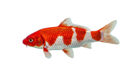Koi fish PNG isolated on transparent background, colorful orange and white carp for aquarium and Asian design projects