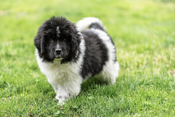 Portrait of a black and white Newfoundland puppy standing on green grass, with a blurred background and soft natural light