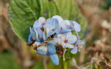 Close-up of tropical flower in humid forest, Flores Island, Azores