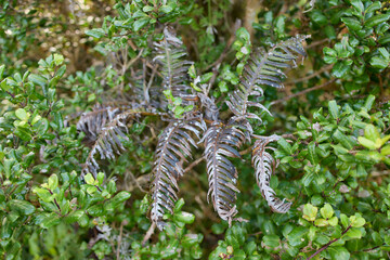 Fern plant growing in lush green Azores forest, Flores Island, Portugal