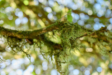 Sunlight shining through mossy branches in tropical forest, Flores Island, Azores