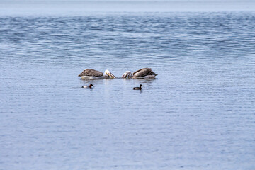 Ducks and ducklings swimming synchronously on the water surface
